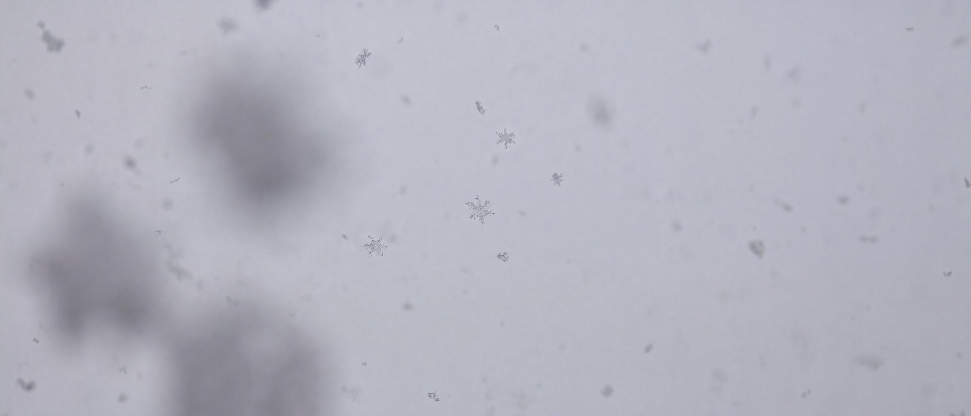 Neve sospesa nell'aria contro un cielo bianco uniforme, ripresa con poca profondità di campo.